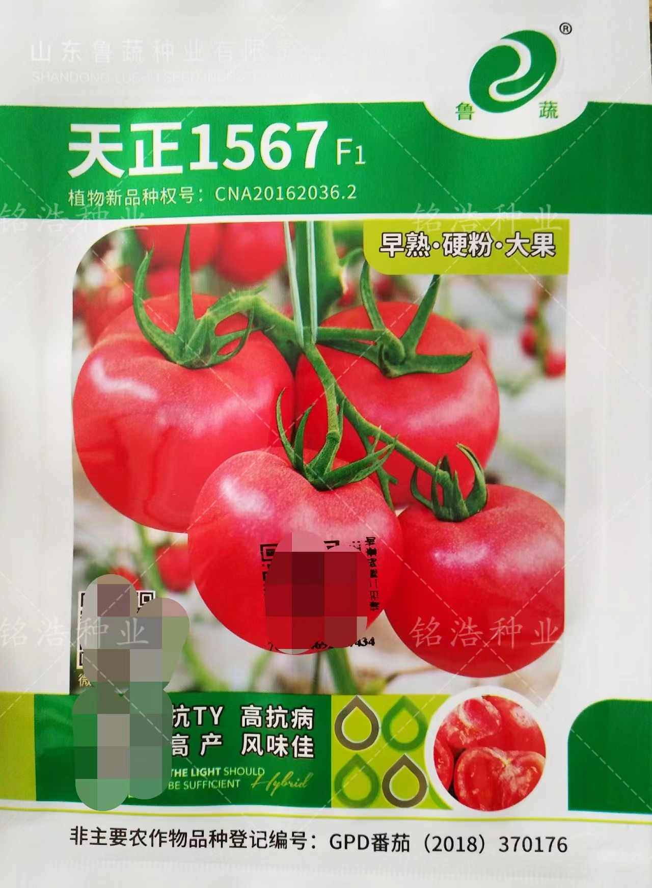 大果硬度好高产西红柿种籽1567