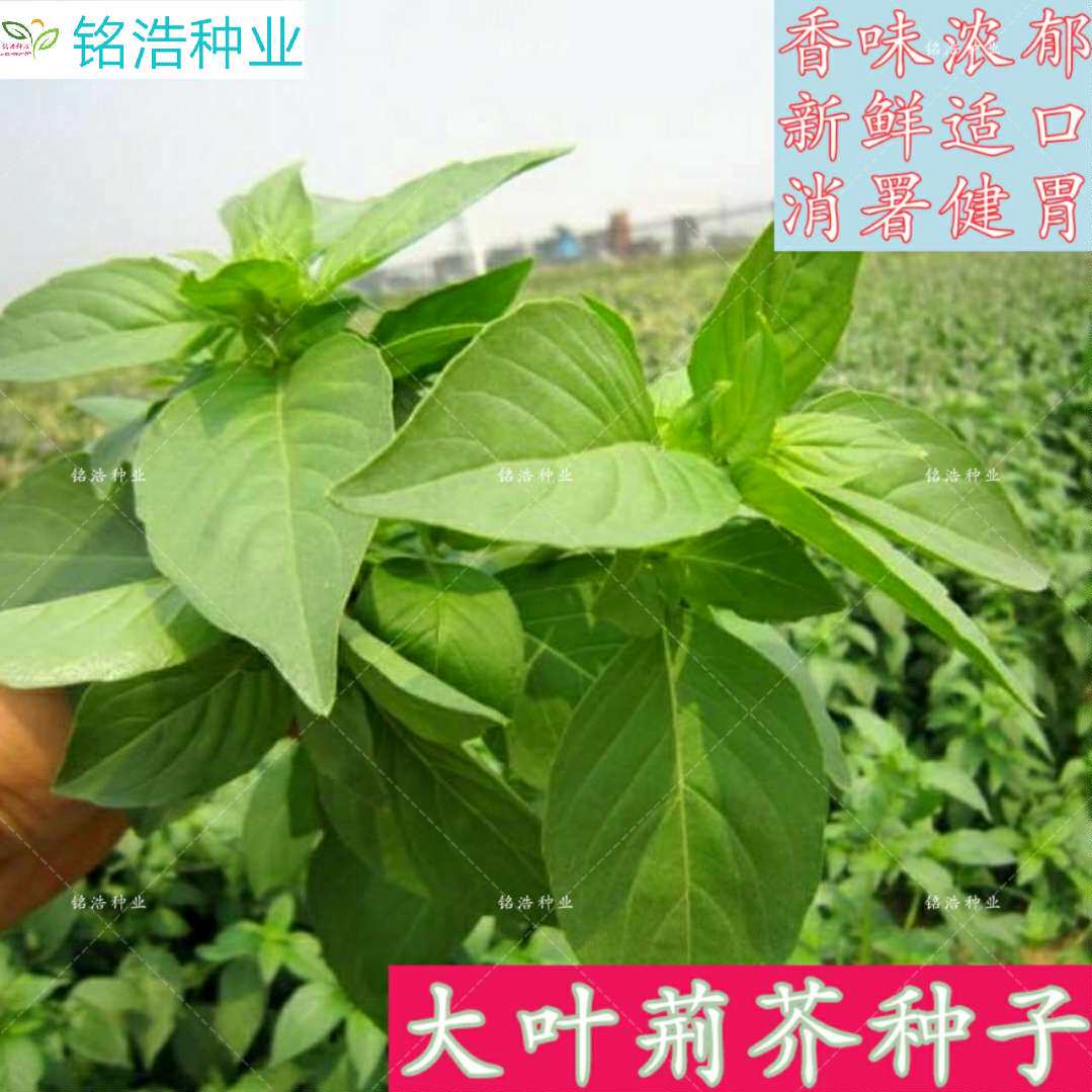 大叶荆芥种子 味香高产 阳台盆栽四季播种荆芥籽农家菜园蔬菜种子