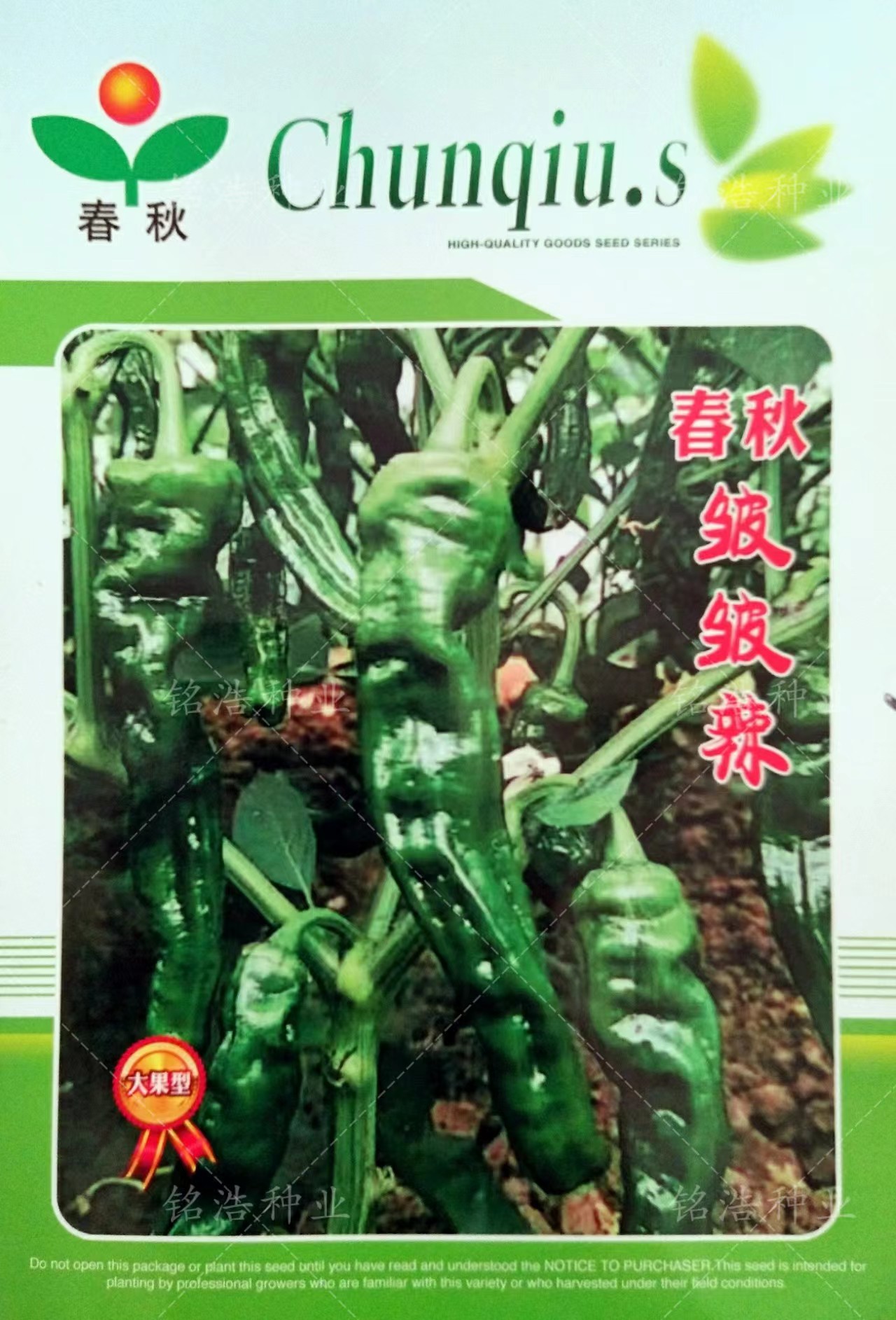 皱皮椒中早熟抗病高产