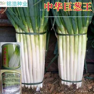 山东正宗春秋季抗倒中华大葱种子