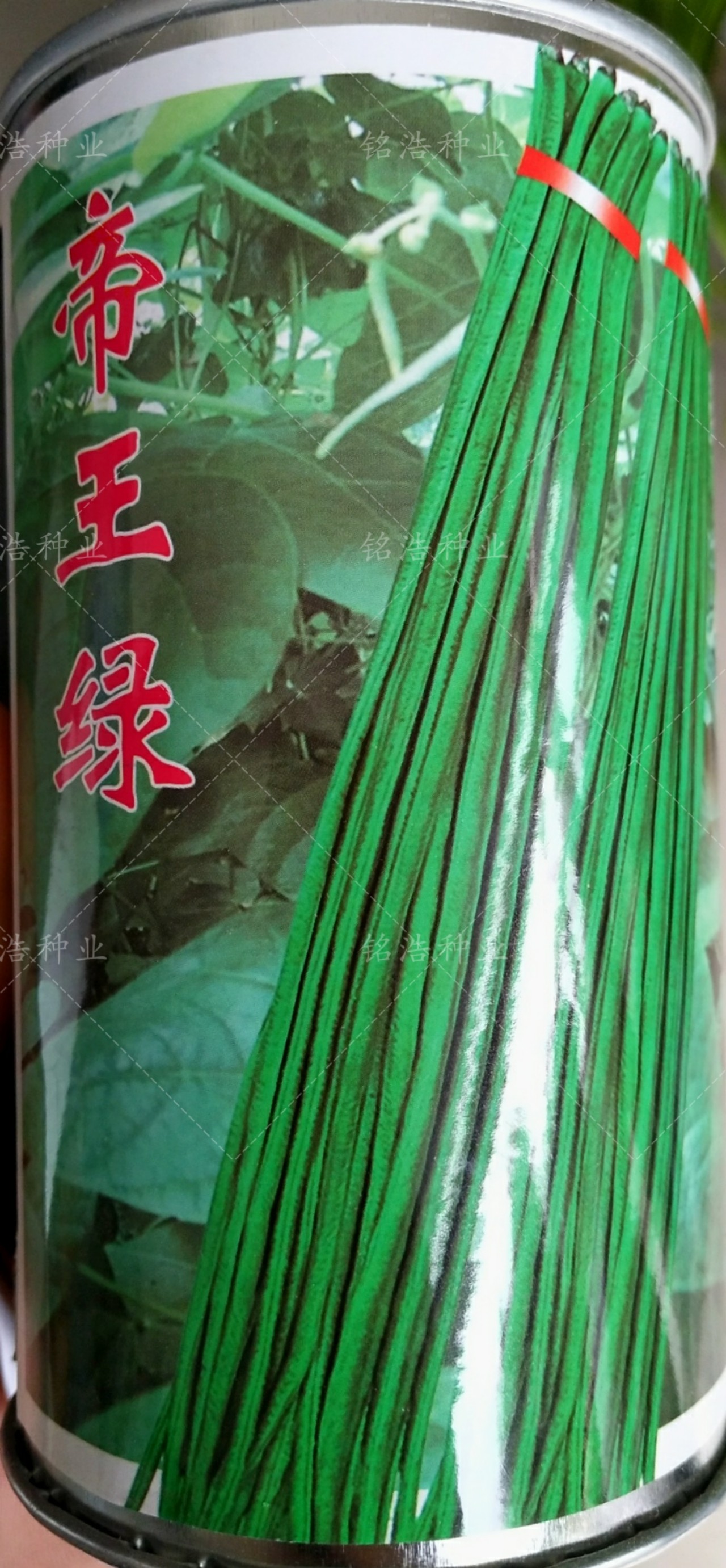 深绿条高产豇豆种子特长纤维少高产春秋季豆角种籽蔬菜种孑帝王绿