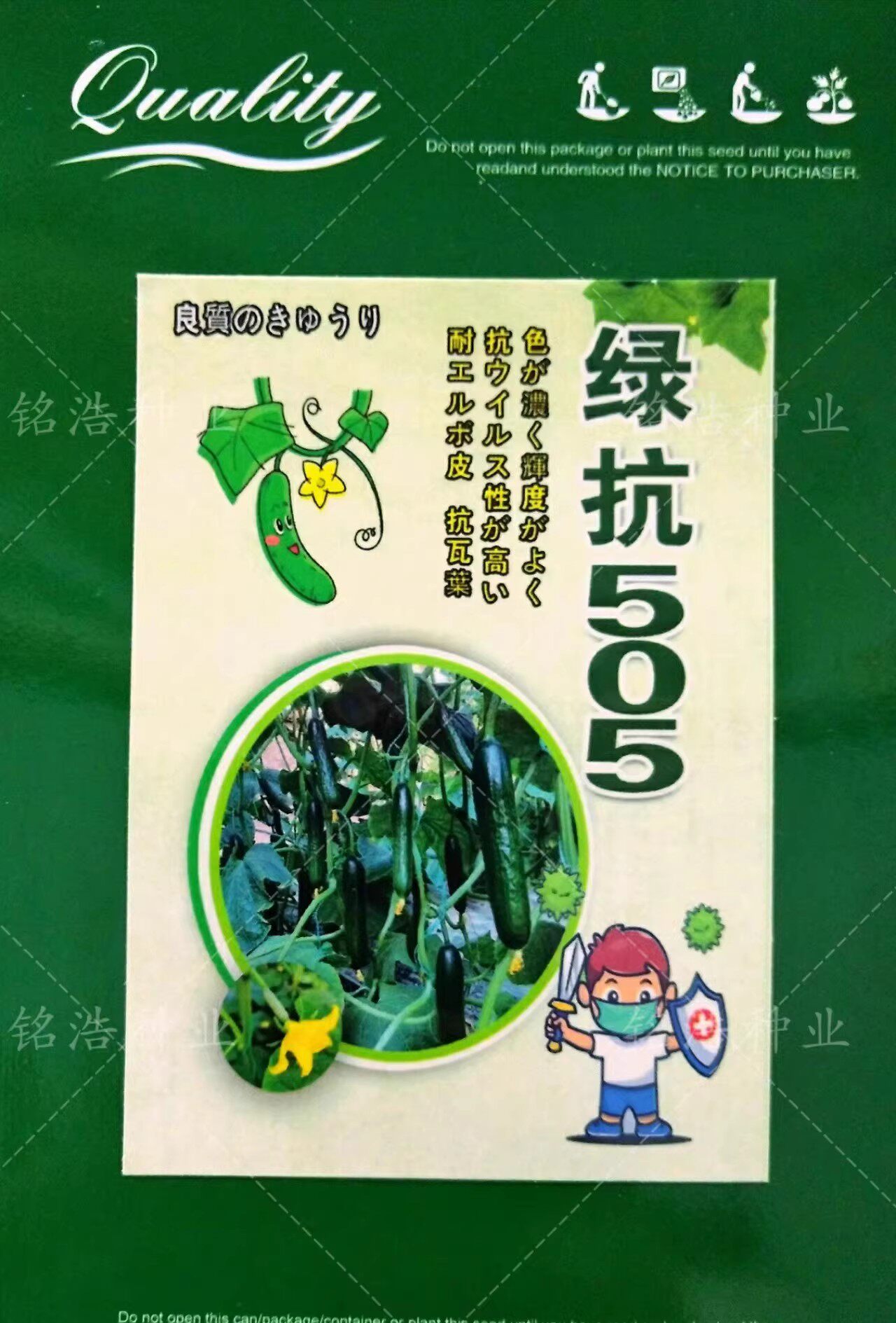 水果黄瓜种子全雌高产抗病农家春夏秋季播旱小黄瓜杂交籽绿抗505