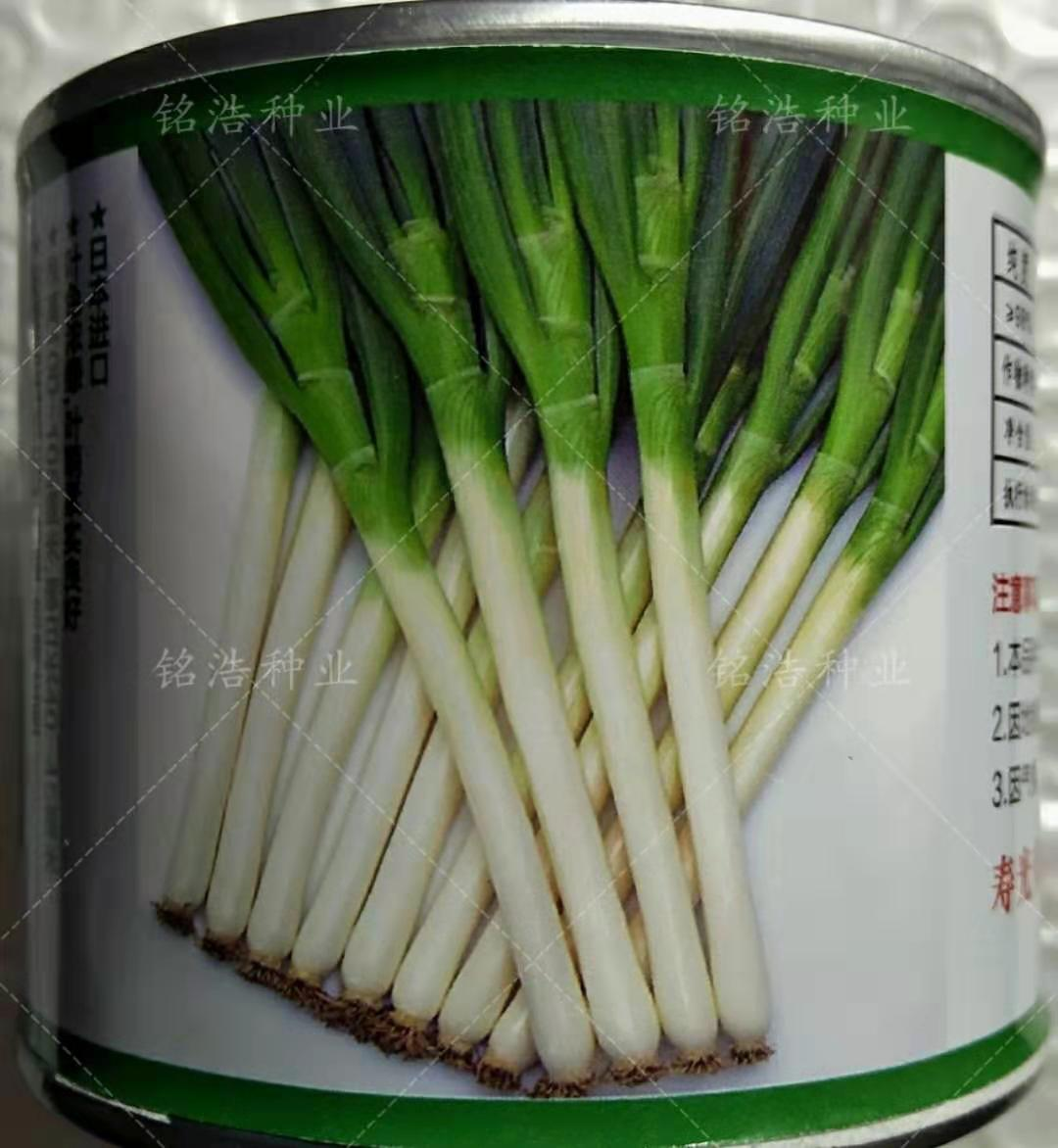 铁杆大葱种子高产引进春秋播钢葱山东章丘正宗铁杆大梧桐蔬菜种孑