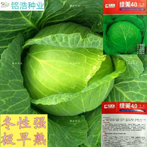 包菜种子耐寒抗病早熟高产