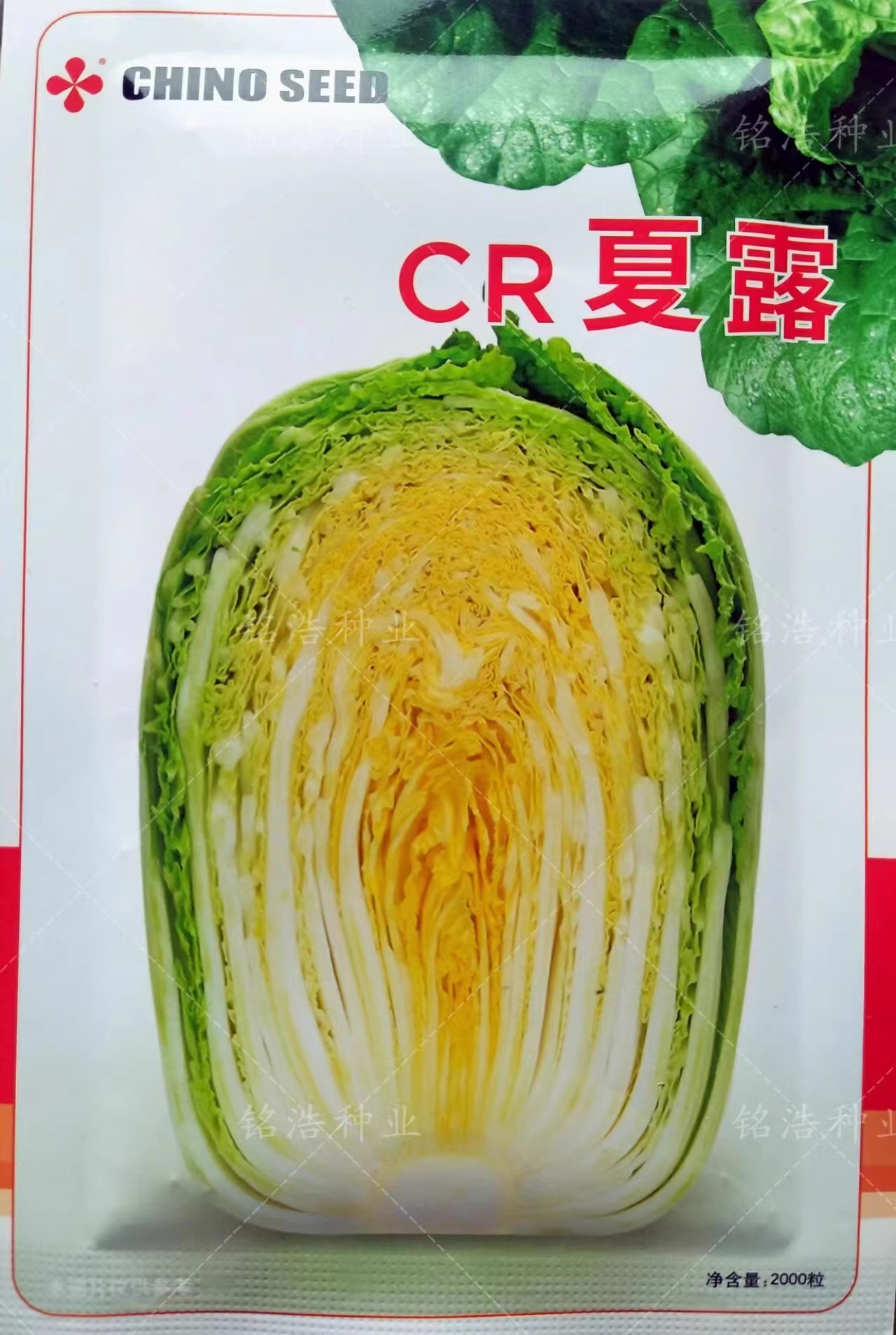 夏露杂交黄心高产抗病