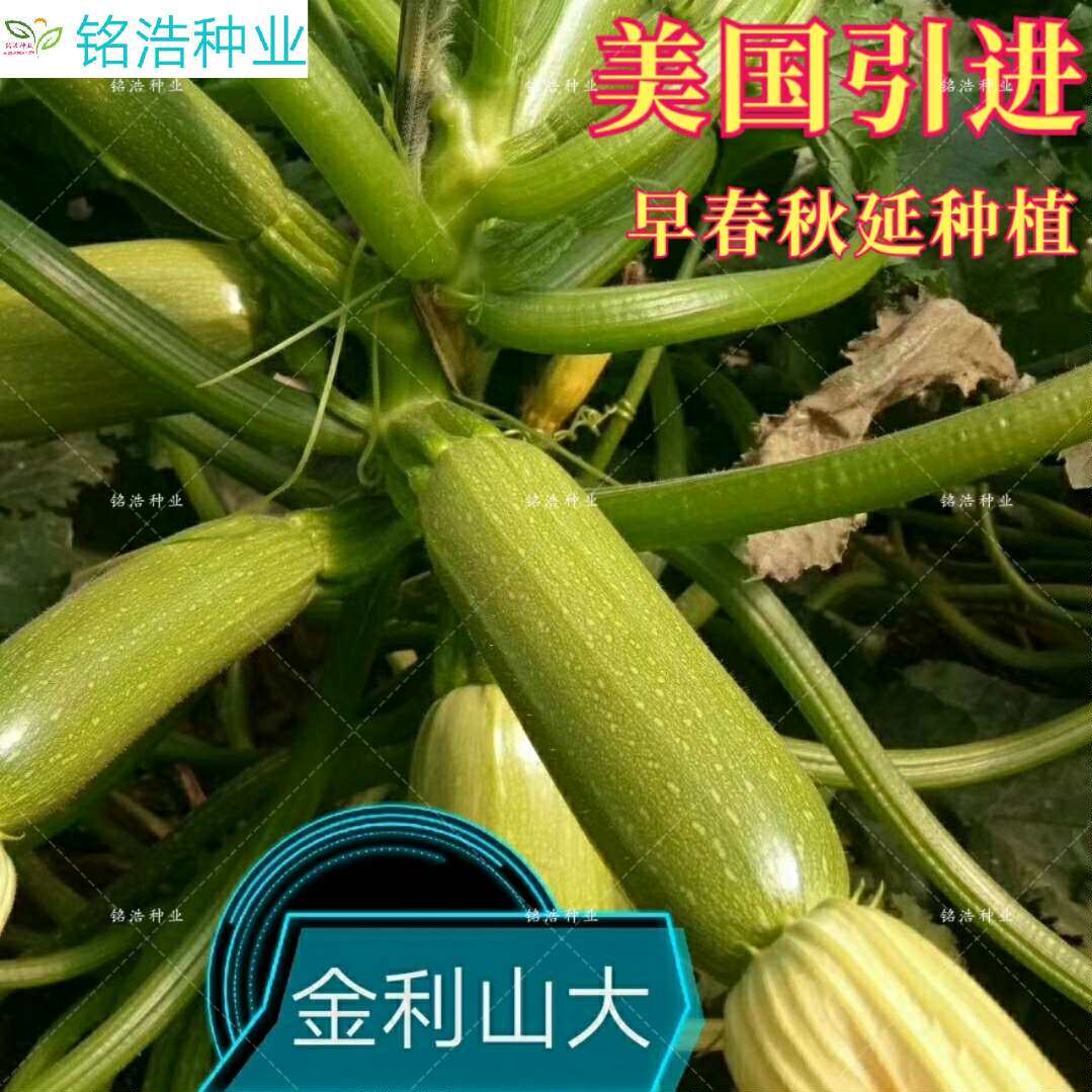 高产瓜条直早熟抗病金利山大