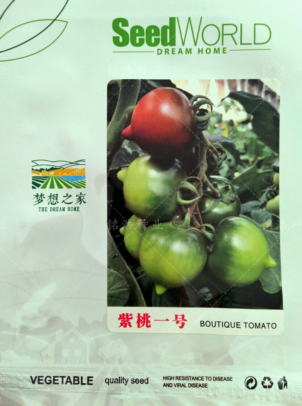 棕紫色小番茄种子特色番茄籽口感好糖度高抗TY春秋季播种紫桃一号