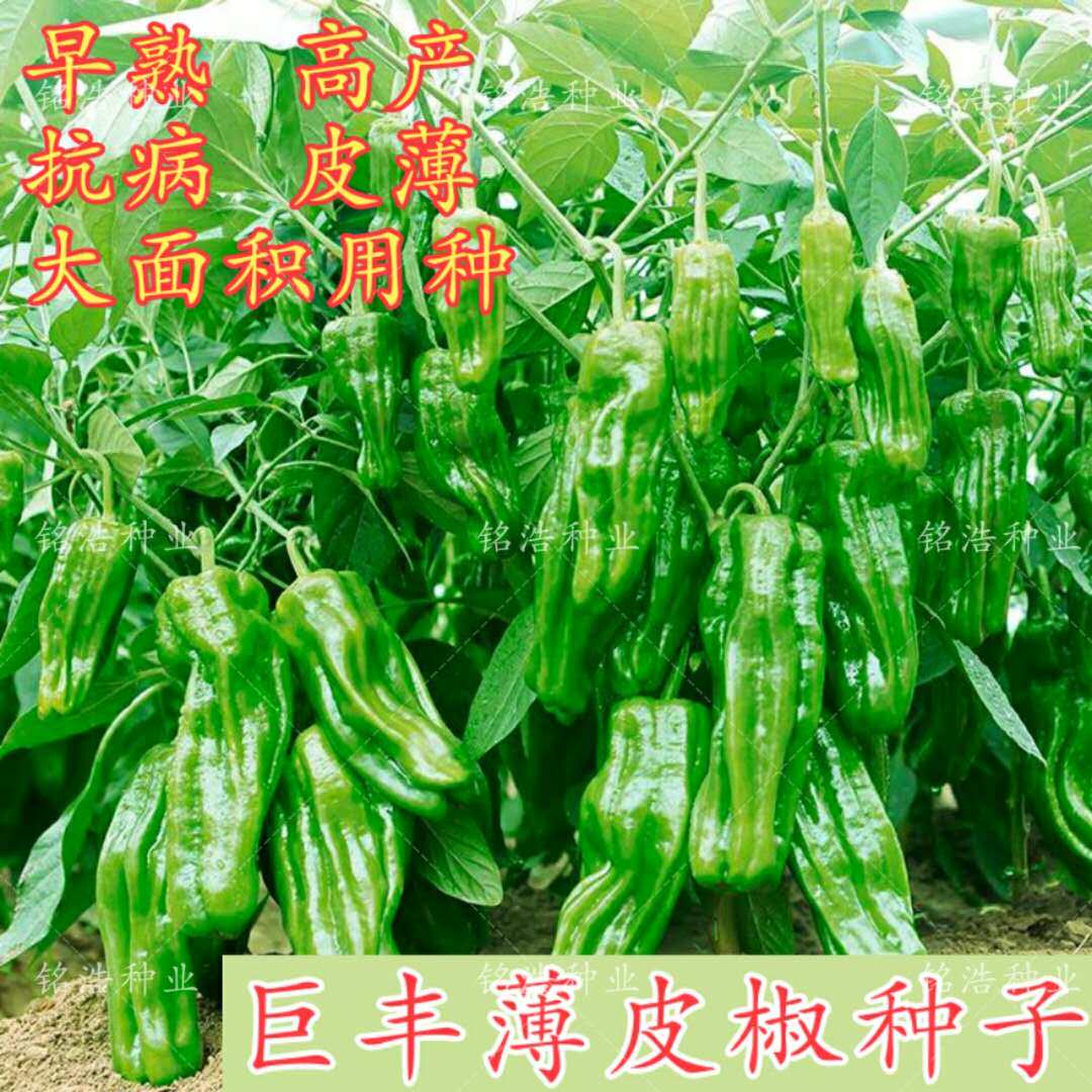 薄皮辣椒种子四季高产抗病皱皮特大田农家蔬菜籽大面积种植--巨丰