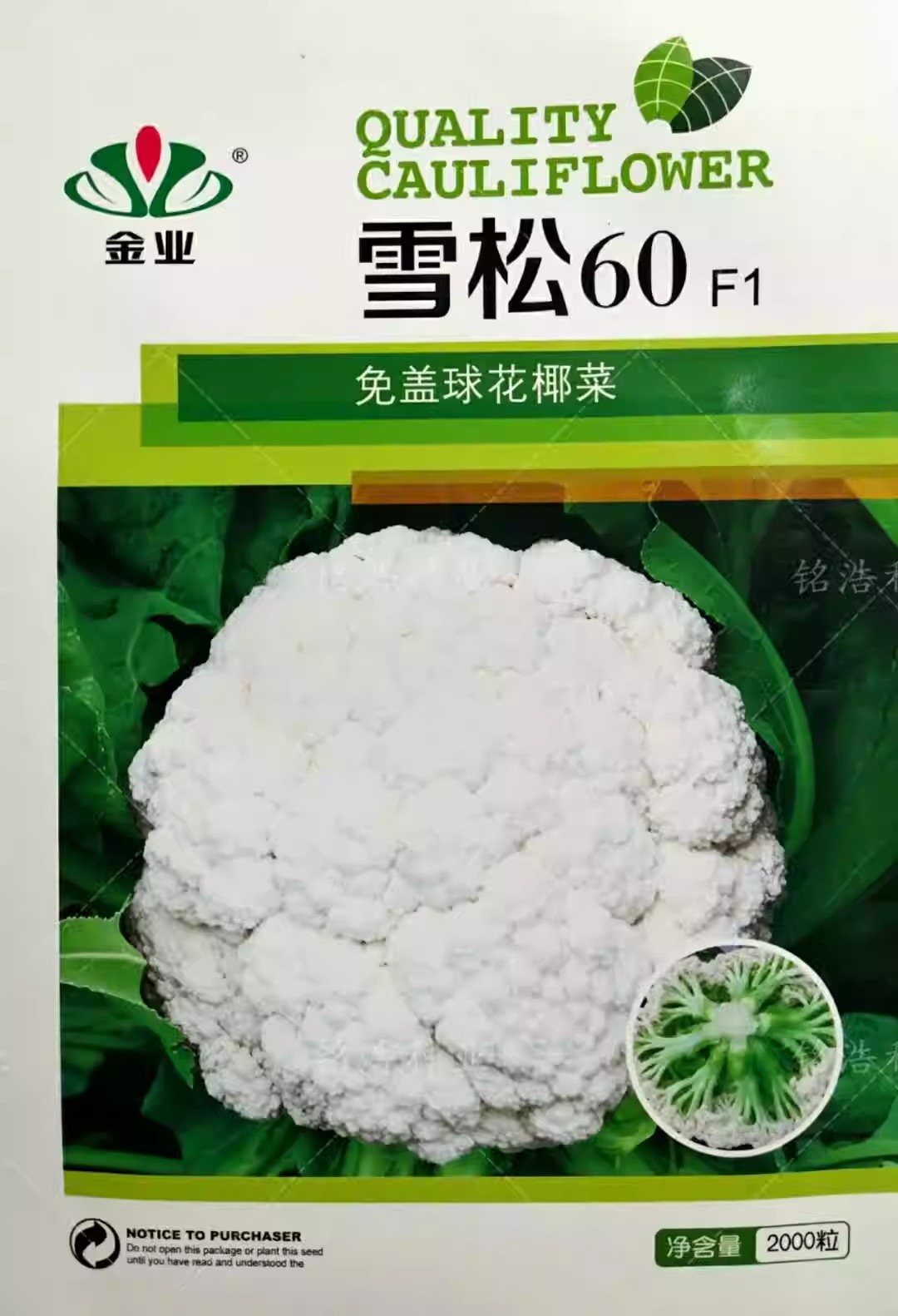 松花菜种子籽抗晒免盖球青梗高产花椰菜小粒雪松60天夏秋季蔬菜孑