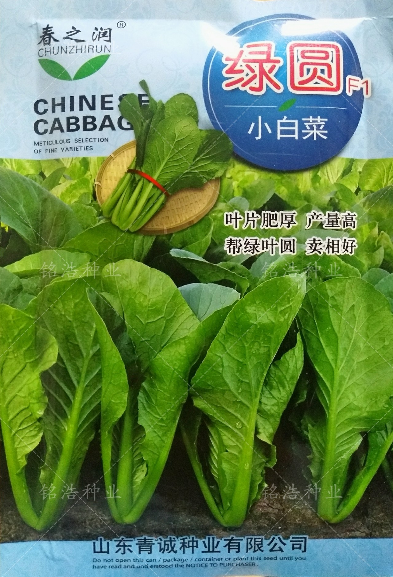 青梗菜杂交种子青帮小白菜上海小青菜油菜蔬菜种籽春夏秋四季绿圆