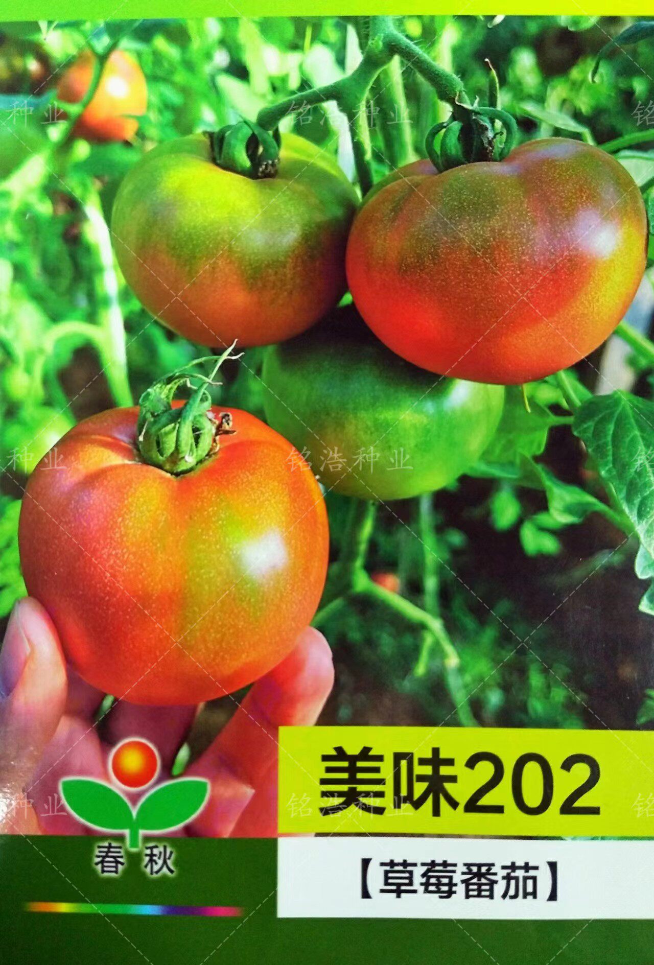 铁皮柿子种籽水果草莓番茄种子抗病脆油皮西红柿菜园甜心美味202
