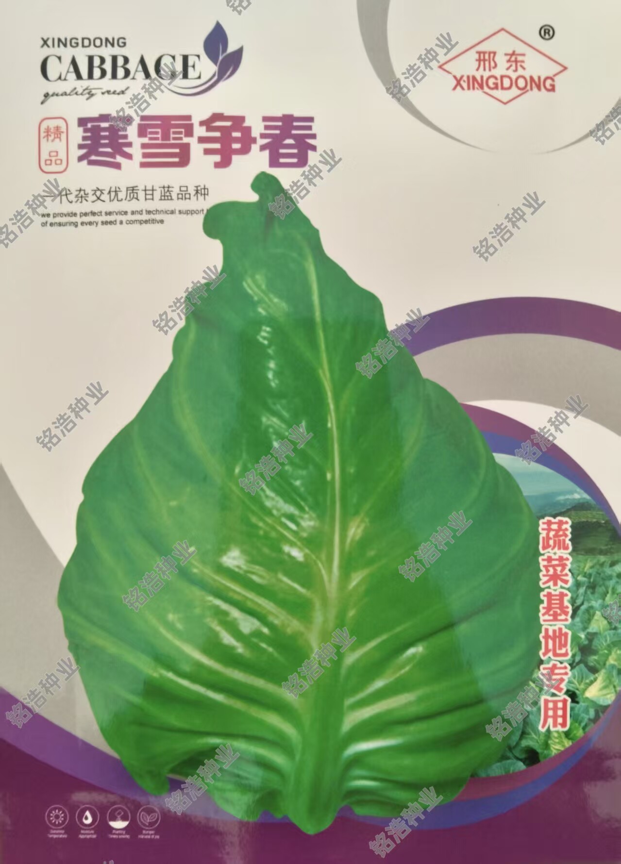 牛心甘蓝种子包心菜杂交种籽春秋季种叶球牛心形抗病高产寒雪争春