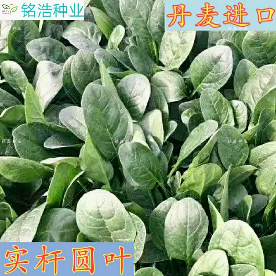 耐捆扎抗霜霉病耐抽薹叶色深绿
