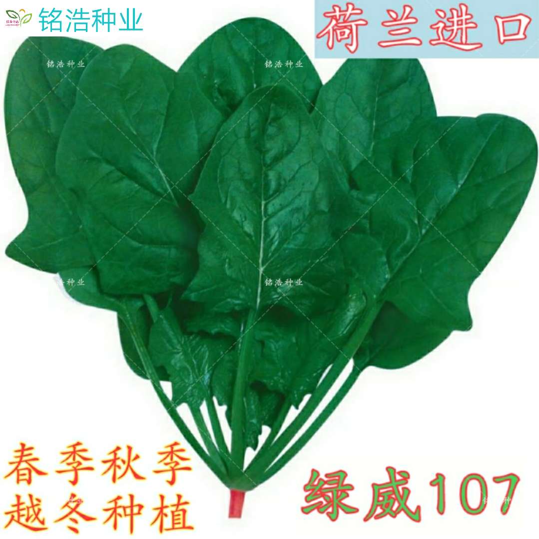 耐捆扎抗霜霉病耐抽薹叶色深绿