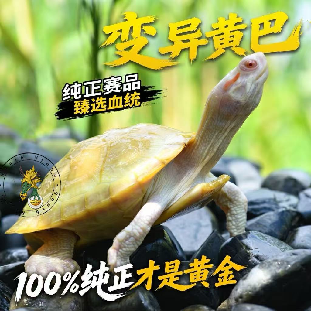 纯正变异全黄巴西100%纯种稀有正宗黄金巴西龟食饲料招财