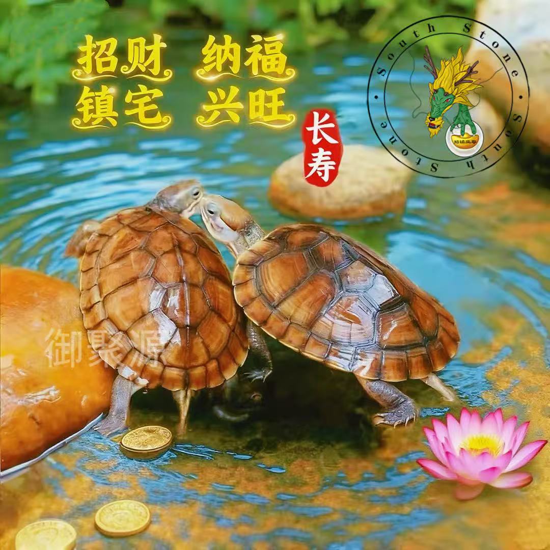 招财旺宅石金钱龟宠物乌龟