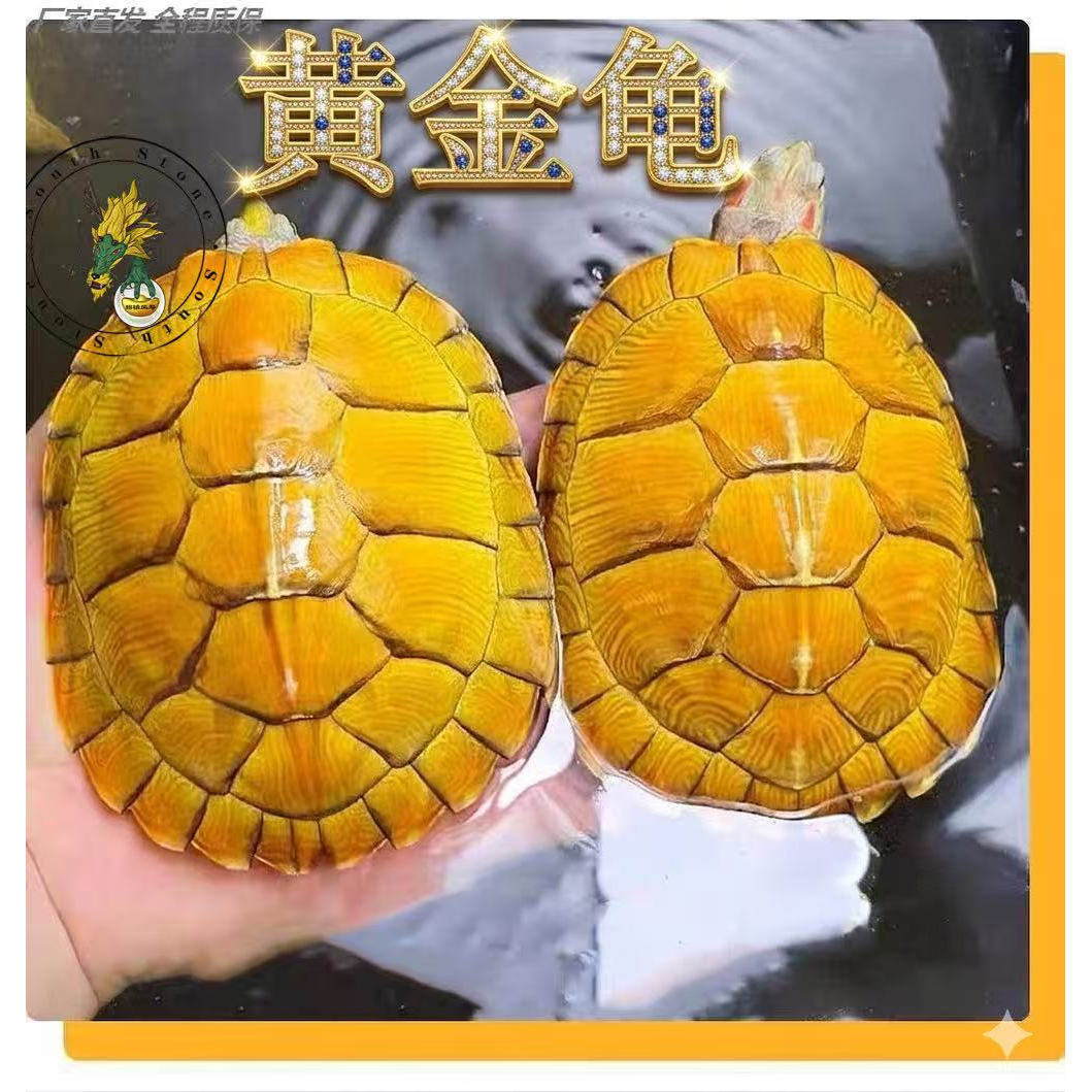 黄金龟观赏龟巴西小乌龟活物特大情侣龟家庭宠物龟活物巴西龟
