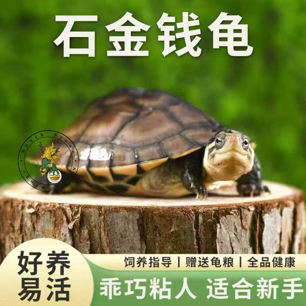 招财镇宅 金钱龟 长寿龟 南石小乌龟 乌龟活物  宠物观赏龟