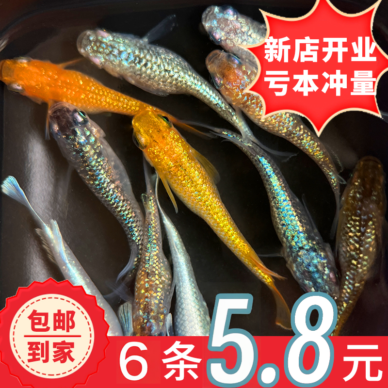 新手淡水不怕冷的小鱼观背青鳉鱼