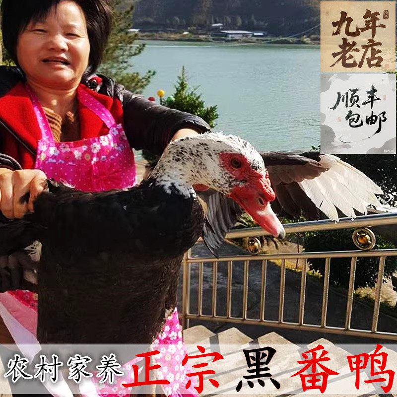 净重6斤半以上 正宗番鸭 老鸭公 土鸭肉 黑羽毛番鸭生鲜 顺丰包邮,水产肉类/新鲜蔬果/熟食,鸭肉/鸭肉制品,淘宝优惠券,粉丝福利购,淘宝优惠卷