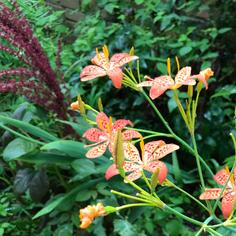 射干鸢尾花苗四季易种耐寒耐旱庭院绿化工程花海阳台观赏苗宿根花