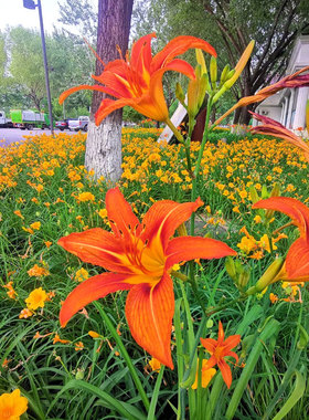 大花红色海盗金娃娃金光大道萱草花苗庭院阳台园林景观花海绿化苗