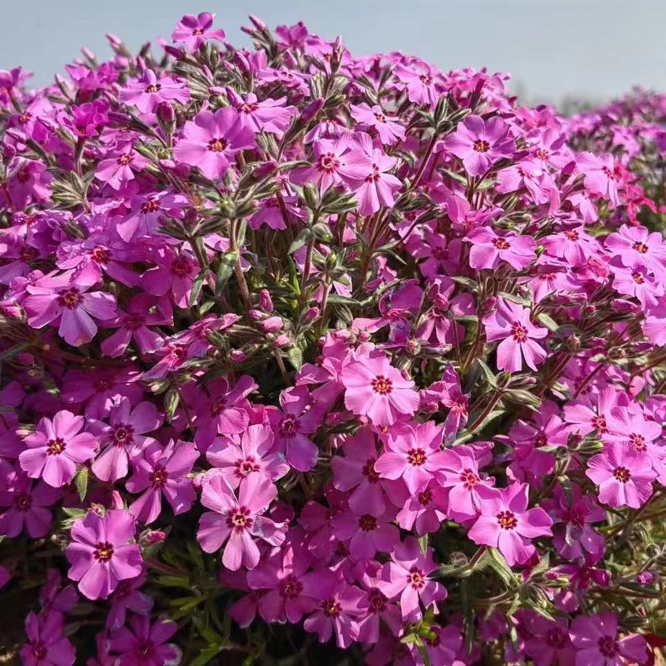 耐寒包活庭院夏季秋季芝樱花苗