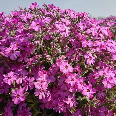耐寒包活庭院夏季秋季芝樱花苗