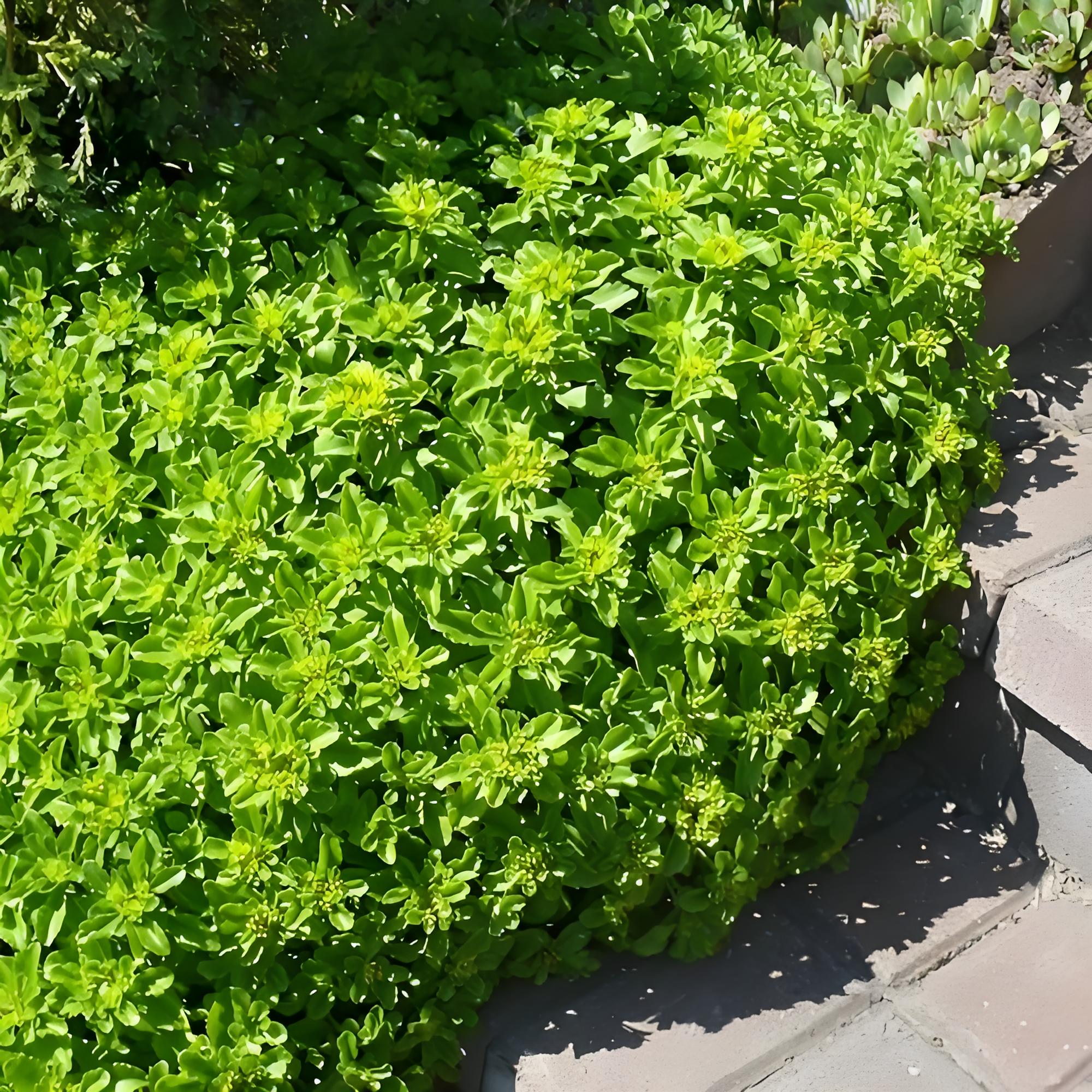 德国景天花苗耐寒耐热耐旱多年生植物