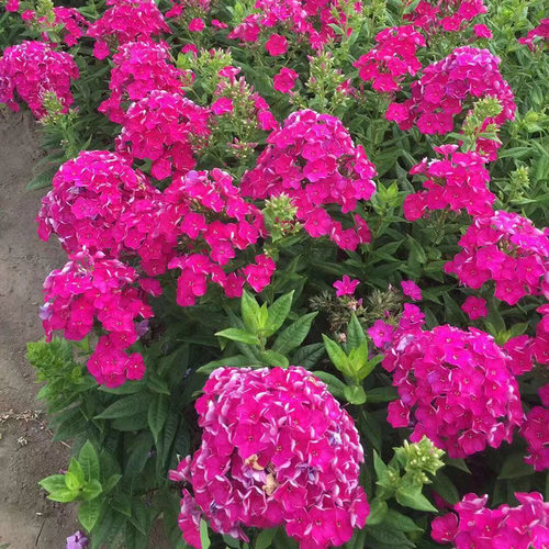 园林景观大花福禄考宿根花卉四季