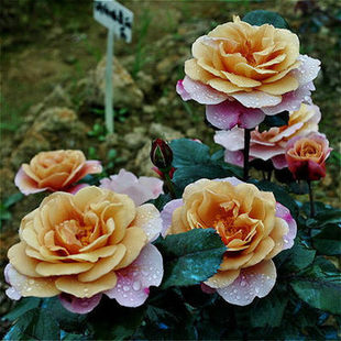 欧月 遥远的鼓声 遥鼓  颜色独特 大花勤花 灌木月季花苗盆栽月季