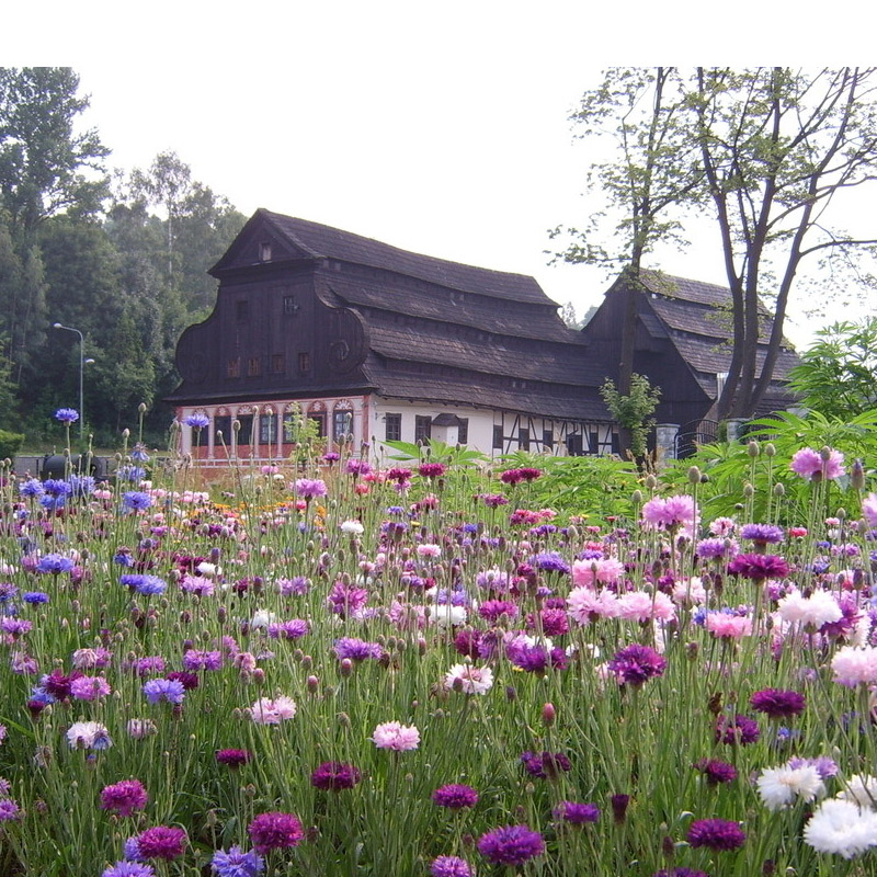 观花种子矢车菊种子园林绿化景观庭院花园耐寒春秋播花卉种子包邮 鲜花速递/花卉仿真/绿植园艺 家庭园艺种子 原图主图