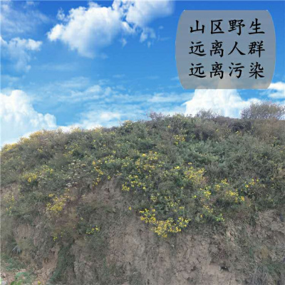 野菊花批发野菊花茶新货散装黄山