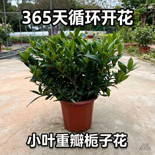 【小叶重瓣栀子花】浓香型大盆营养土丛生多苗货四季循环开花