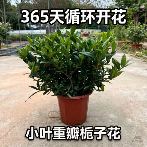 【小叶重瓣栀子花】浓香型大盆营养土丛生多苗货四季循环开花
