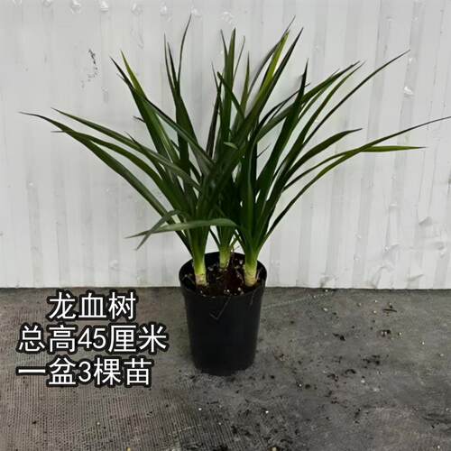 龙血树（一盆里面3棵苗）绿植花卉室内外净化空气客厅盆栽植物