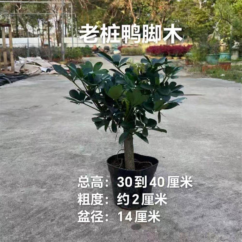 鸭脚木大粗杆（招财树、鹅掌财）室内盆栽植物四季常青好养老桩