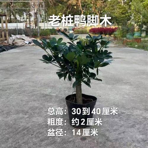 鸭脚木大粗杆（招财树、鹅掌财）室内盆栽植物四季常青好养老桩