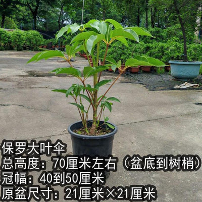 日本大叶伞保罗（粉丝福利款）室内观叶植物客厅办公室耐阴好养