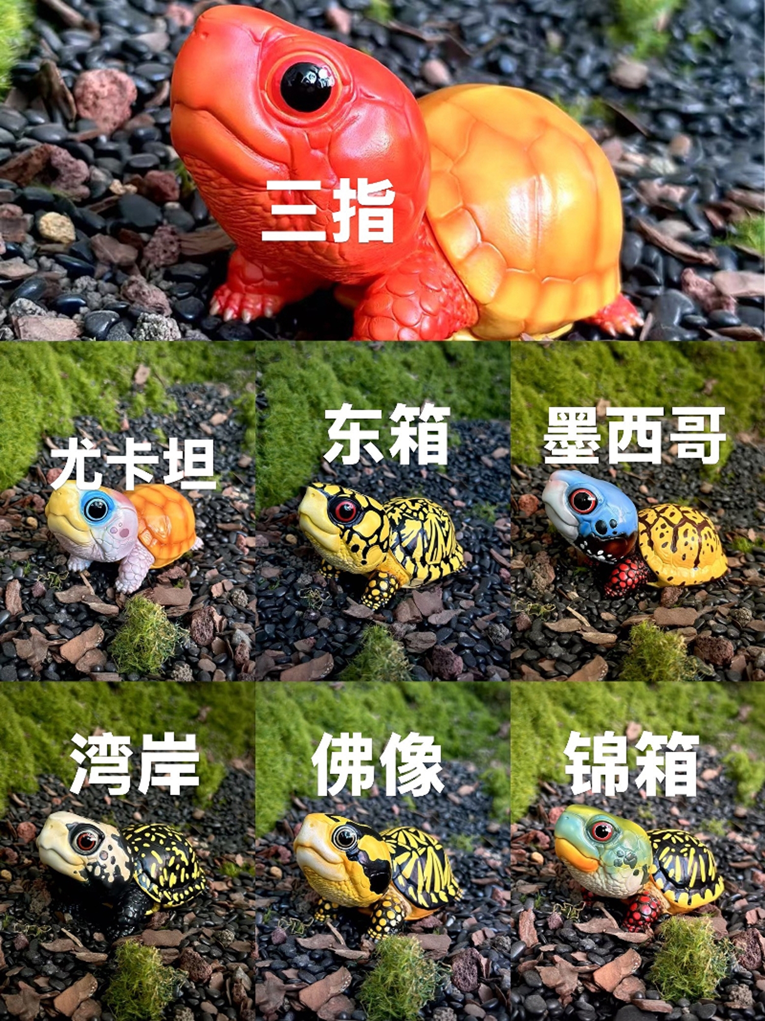 箱龟图鉴｜箱龟全家福三趾东部尤卡坦佛箱箱龟模型爬宠手办龟摆件