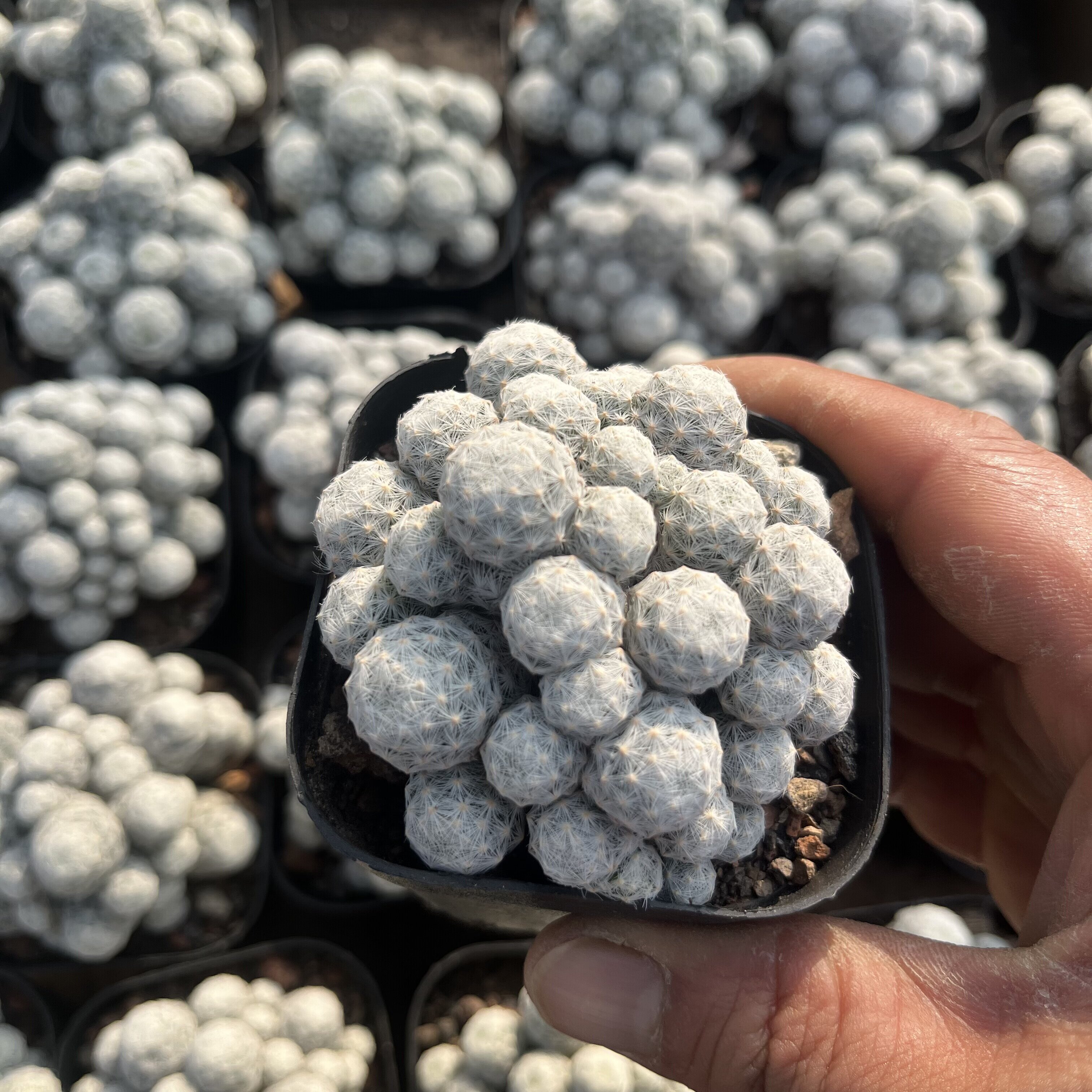 多肉植物仙人掌科无刺不扎手软毛多肉植物