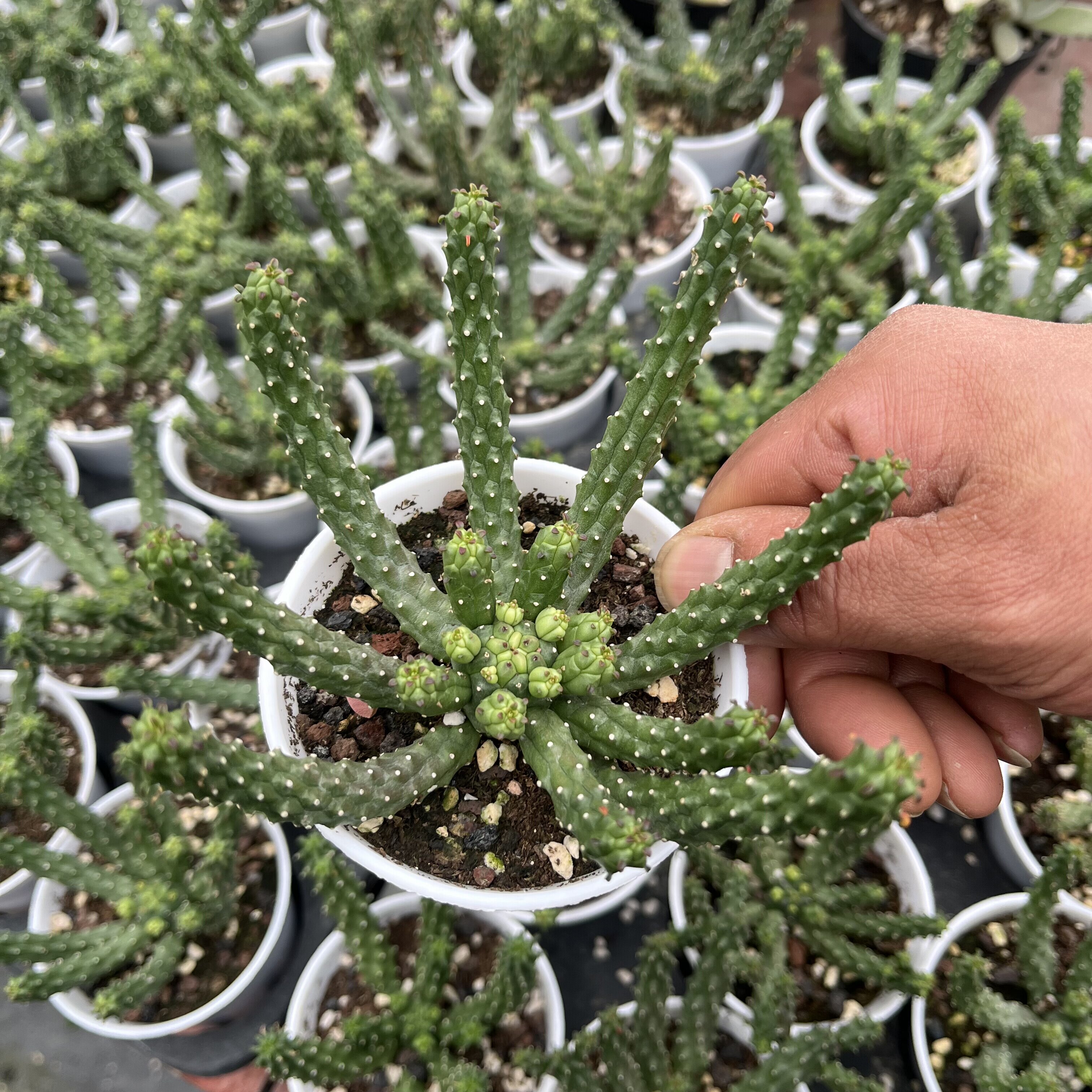 九头龙多肉肉四季植物盆栽花卉桌面阳台室内绿植防辐射耐寒热包邮