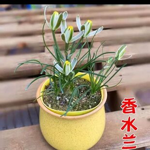 香水兰开花仙人球稀有块根类种球多肉植物室内桌面盆栽好养