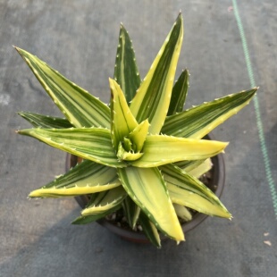 芦荟锦不夜城芦荟多肉植物盆栽庭院阳台懒人办公室绿植好养