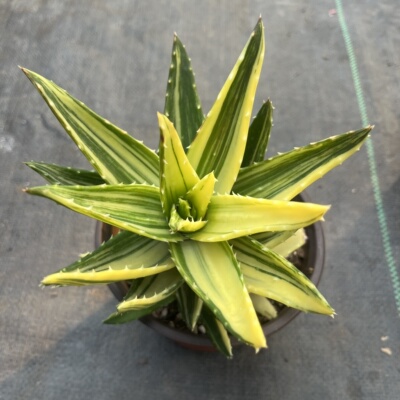 芦荟锦不夜城芦荟多肉植物盆栽庭院阳台懒人办公室绿植好养