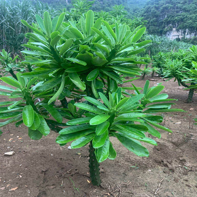 仙人掌吸甲醛防辐射大型多肉植物