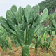 仙人掌多肉绿植盆栽耐寒植物办公桌面客厅阳台庭院种植花卉易养活