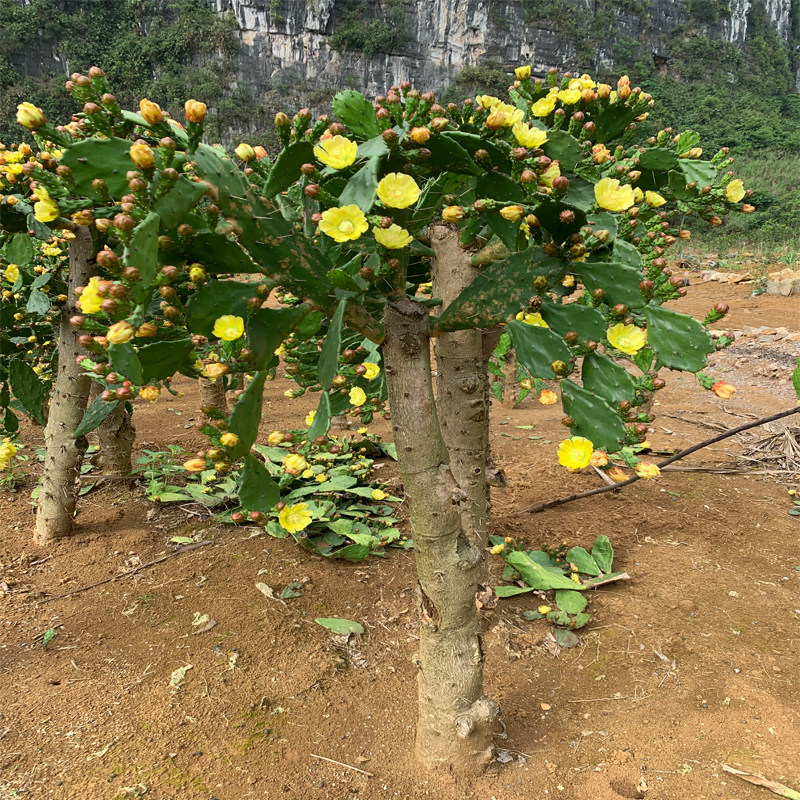 单刺团扇夏季花量最多仙人掌老桩发货室内净化空气户外造景易养活