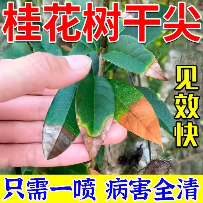 桂花树枯叶干尖叶子发黄叶斑病焦叶专用营养棒肥料叶面肥杀菌药剂,鲜花速递/花卉仿真/绿植园艺,家庭园艺肥料,淘宝优惠券,粉丝福利购,淘宝优惠卷