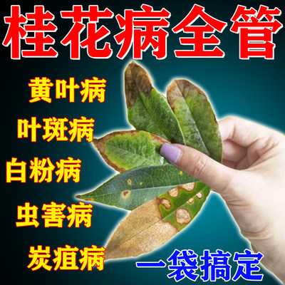 【急救桂花枯叶干尖黄叶】包冶好